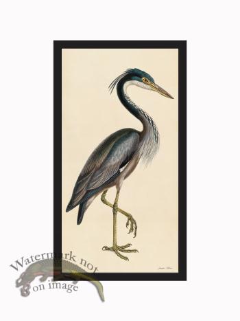 Rudbeck CFA_BF 37 Purple Heron